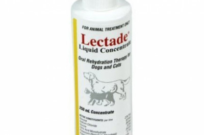 Buy Lectade Liquid Concentrate For Dogs & Cats Online - DiscountPetCare