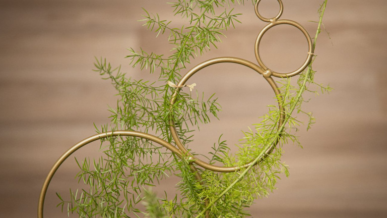 Buy Trellis