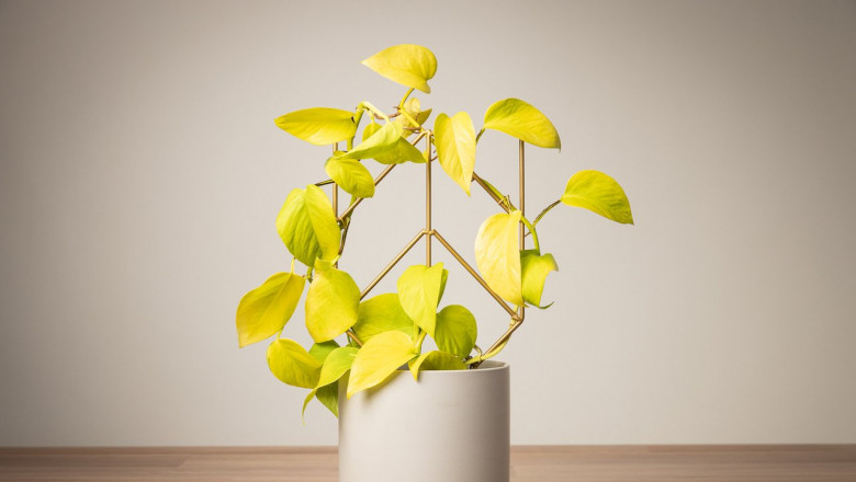 House Plants