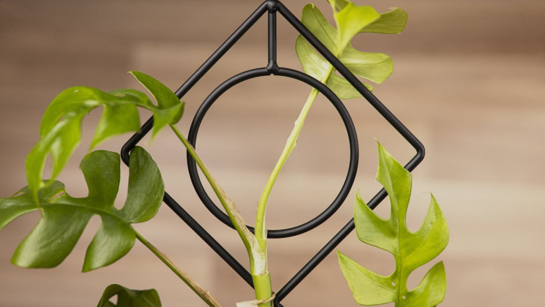 Plant Accessories