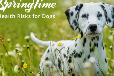 Springtime Health Risks for Dogs