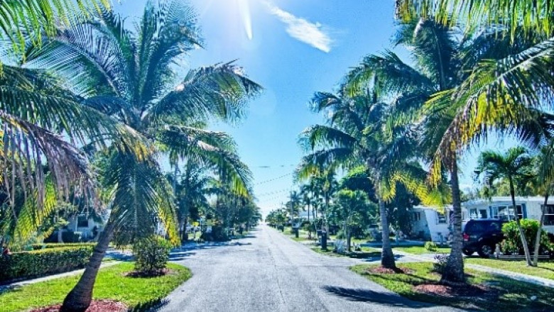 Florida Tree Removal Services