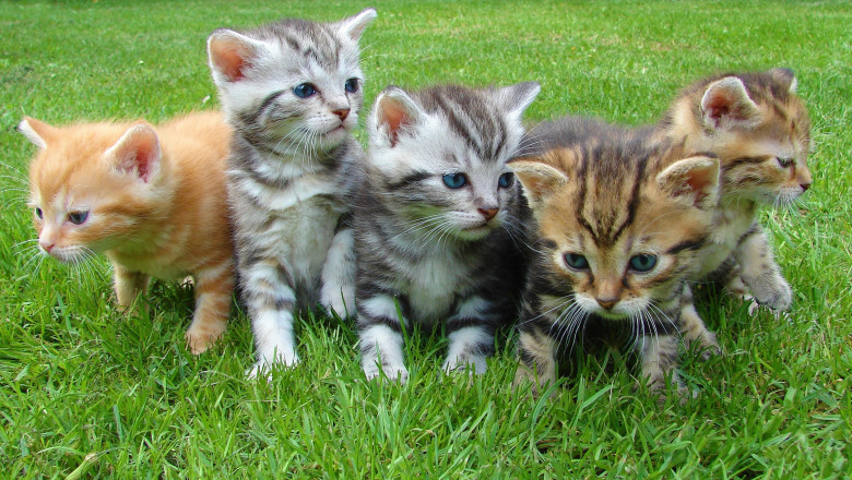 Sevilla - anuncios clasificados de animales en venta, productos, alimentos, juguetes y accesorios