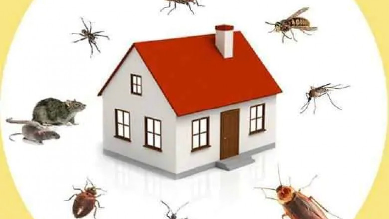 Pest Control Services in Parramatta