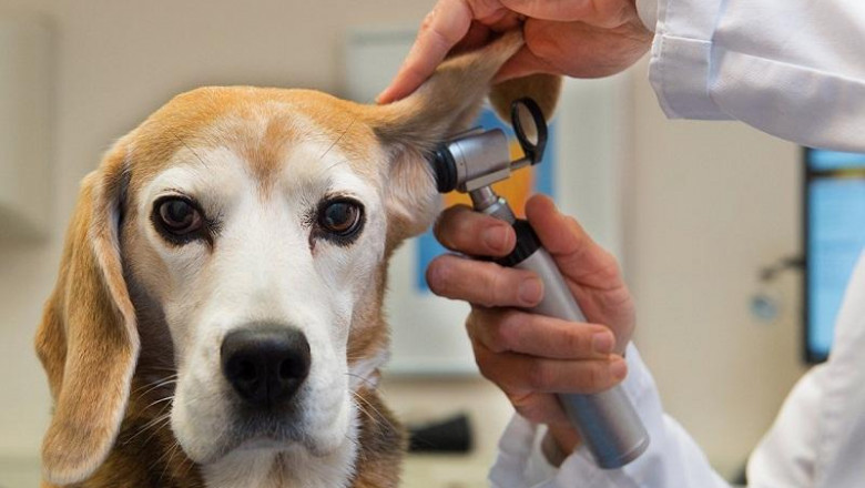 Animal Therapeutics and Diagnostics Market likely to touch new heights by end of forecast period 2021-2030