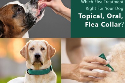 Which Flea Treatment Is Right For Your Dog -Topical, Oral, Or Flea Collar?