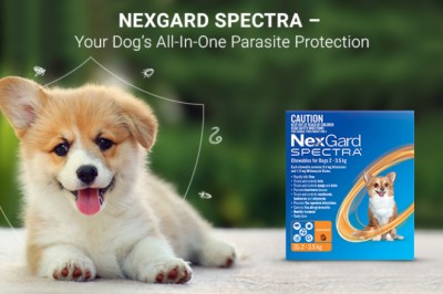Nexgard Spectra - Your Dog’s All-In-One Parasite Protection