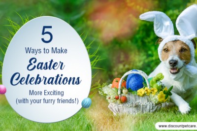 5 Ways to Make Easter Celebrations More Exciting (with your furry friends!) - DiscountPetCare