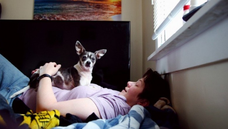 Animal Depression Medication Market Size Share Trends Forecast 2026