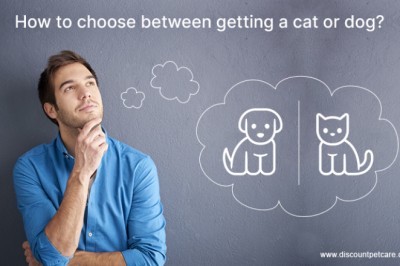 How to choose between getting a cat or dog? - DiscountPetCare