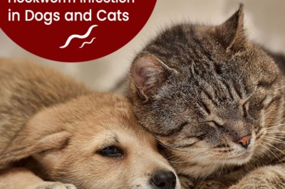 Hookworm infection in Dogs and Cats - BestVetCare