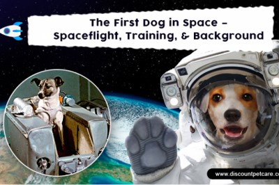The First Dog in Space – Spaceflight, Training, & Background - DiscountPetCare