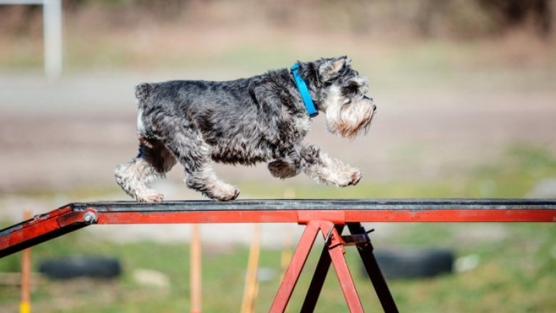 The Excitement of Dog Agility Training