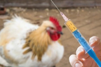 Antibiotics and Antimicrobials in Animals: What You Should Know