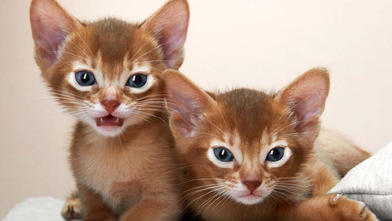 Abyssinian Kittens for Sale in USA | Quality Breeders
