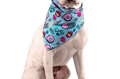 Look no Further than Toy Doggie for Custom Puppy Bandanas