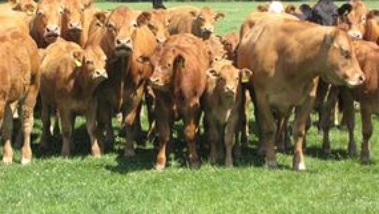 vitamin and mineral drench for sheep