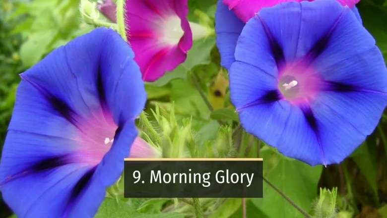 Houseplant that are dangerous of your pet