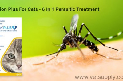 Revolution Plus For Cats- A Powerful 6 In 1 Parasitic Treatment
