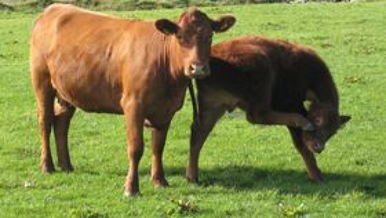 sheep vitamin drench