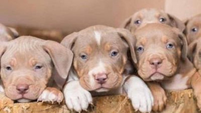 English Bulldog Puppies For Sale - Some Tips