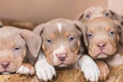 English Bulldog Puppies For Sale - Some Tips