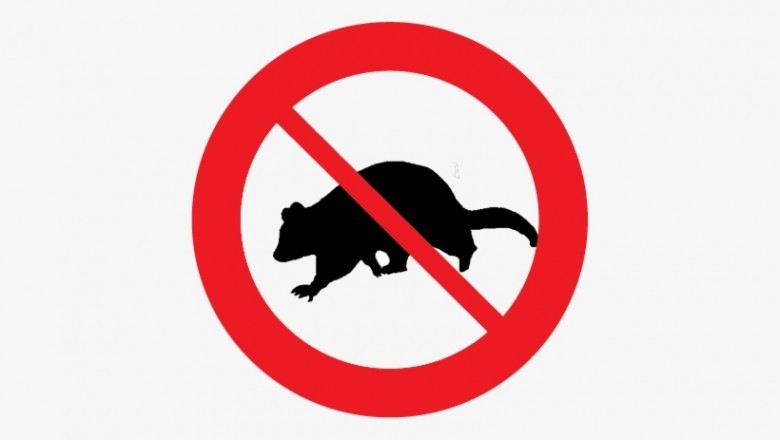 POSSUM REMOVAL SERVICES IN SYDNEY