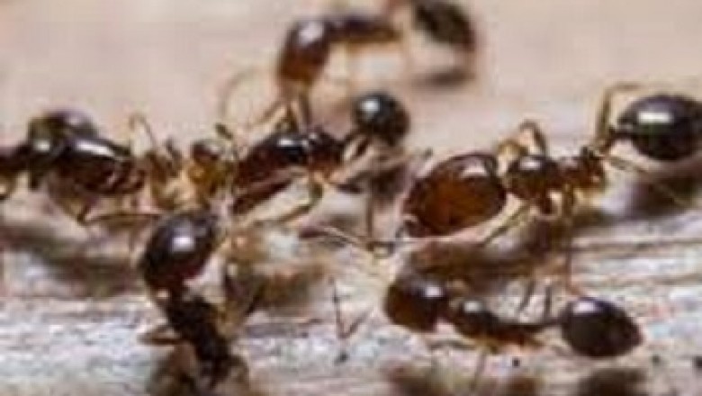 Rodent Control in Wairarapa