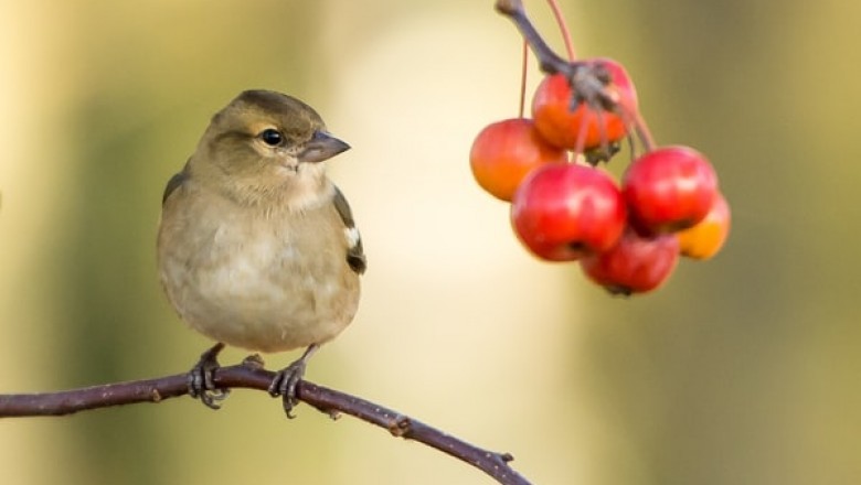 What to Consider when Buying Bird Cages