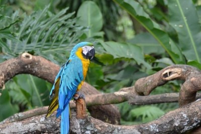 Why Are Bird Toys So Important?