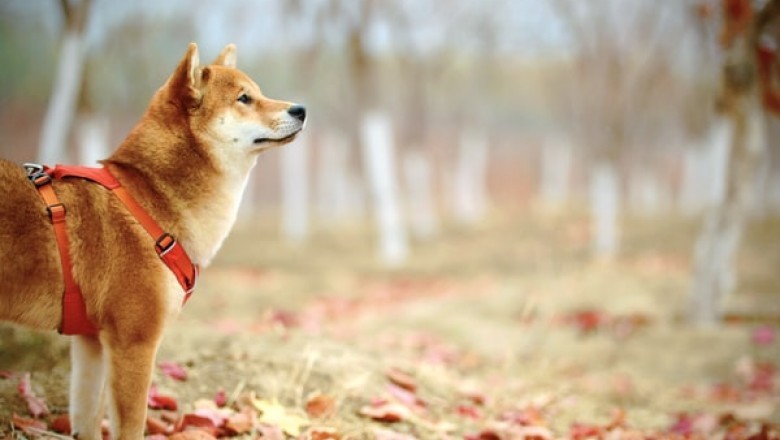 Why It Is Important to Use Suitable Dog Clippers?