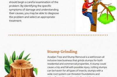 Tree Removal Bay St. Louis | Acadian Tree and Stump Removal Service