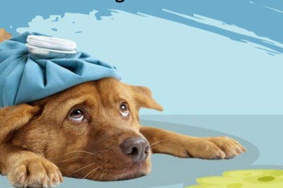 10 Most Common Health Problems in Dogs