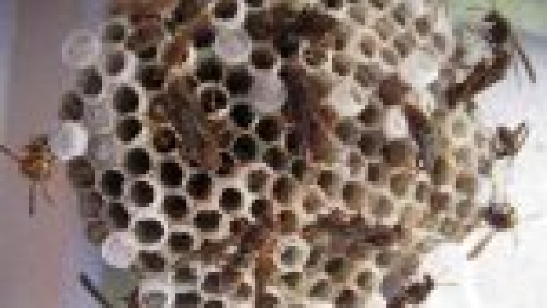 Wasp Control Colchester