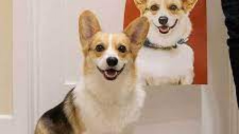 Animal Portraits On Canvas