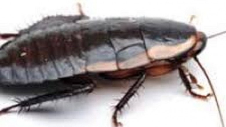 Better Pest Control in Masterton