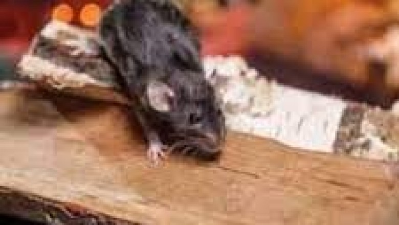 Cockroach Control in Wairarapa