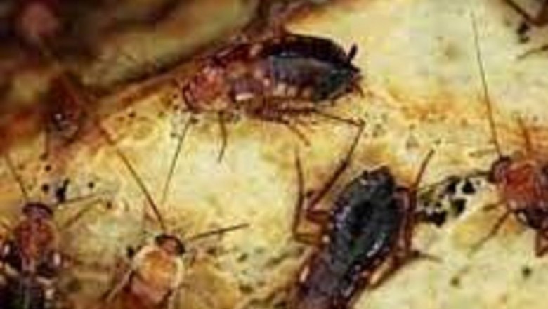 Pest Control in Wairarapa