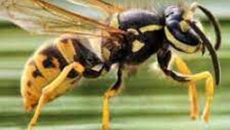 Rodent Control in Masterton