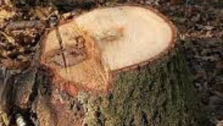 Tree Removal Madisonville | Acadian Tree and Stump Removal Service