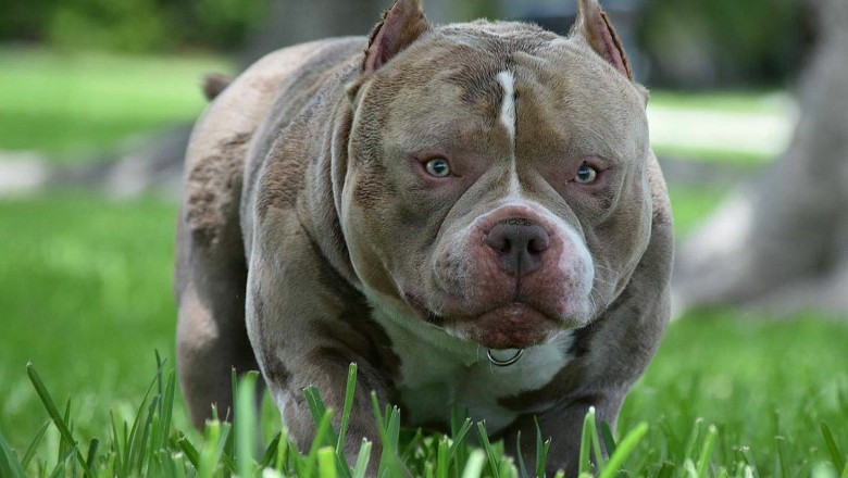 Dogs for Sale - An Online Way to Get a Puppy