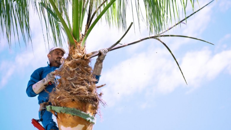 Palm Pruning Adelaide