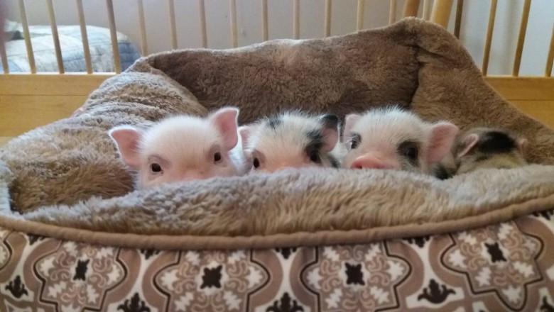 Hand raised Miniature Pig, Micro, Mini Piglets For Sale