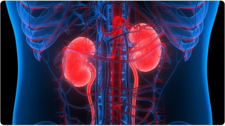 Renal Biomarkers Market Size, Share, Outlook, and Opportunity Analysis, 2019– 2027