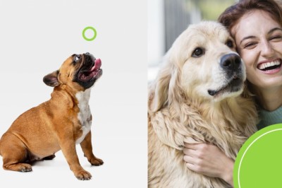 What you Want to Know About CBD for Dogs