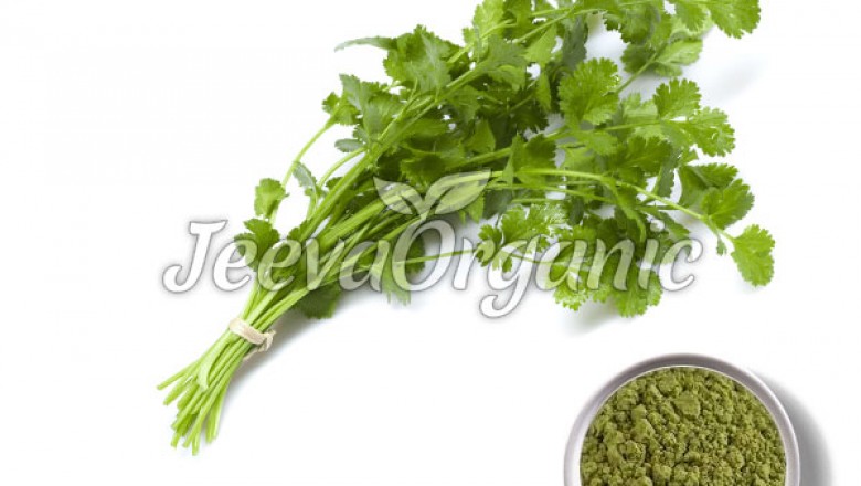 Affordable Cilantro Powder Supplier |