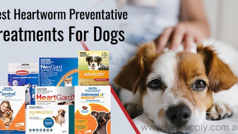 Best Heartworm Preventative Treatments For Dogs