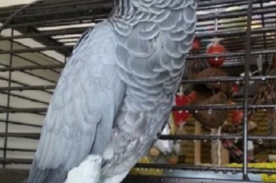 Best Place to buy African Grey Parrots Online