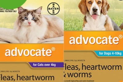 Buy Advocate Online At Lowest Price With Free Shipping - DiscountPetCare