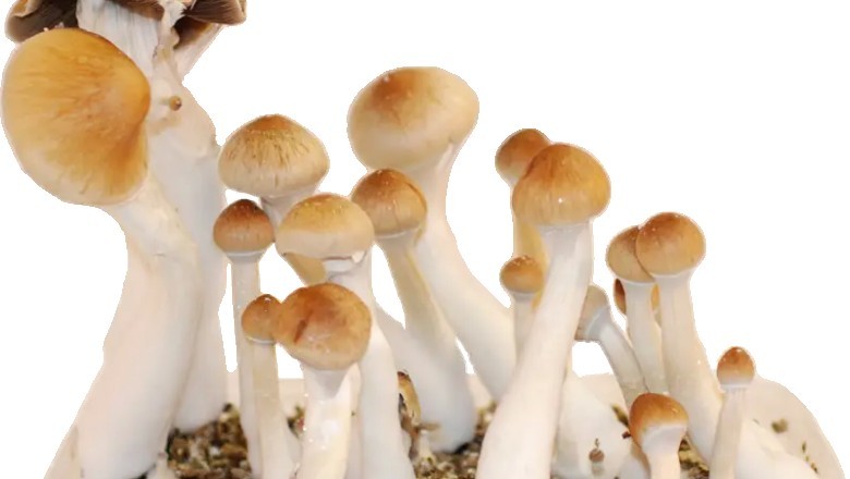 Buy Amazonian Magic Mushrooms Online